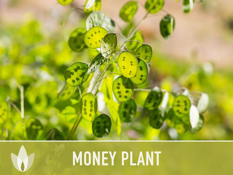 Money Plant Seeds – Heirloom Lunaria, Cut Flowers, Pollinator Garden zdjęcie 6