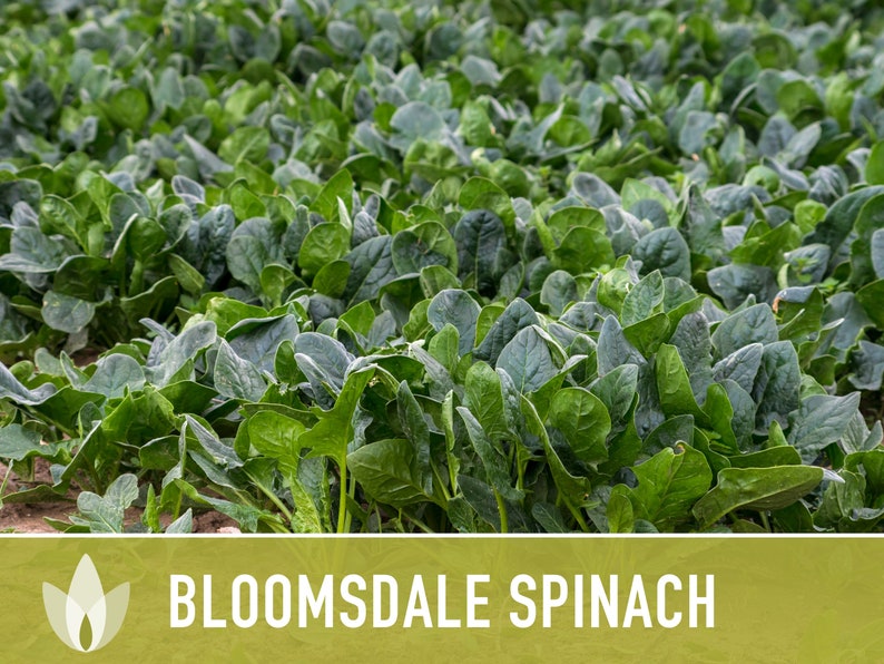 Bloomsdale Spinach Heirloom Seeds Slow to Bolt Cool Season Etsy