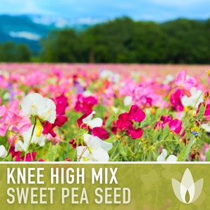 Sweet Pea Seeds, Knee High Flower Mix - Heirloom Seeds, Semi-Dwarf, Container Garden, Cut Flowers, Lathyrus Odoratus, Non-GMO