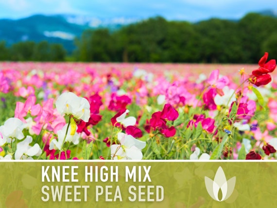 Sweet Pea Seeds, Knee High Flower Mix, Lathyrus Odoratus
