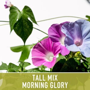 Morning Glory Tall Mix Heirloom Seeds, Ipomoea Purpurea image 7