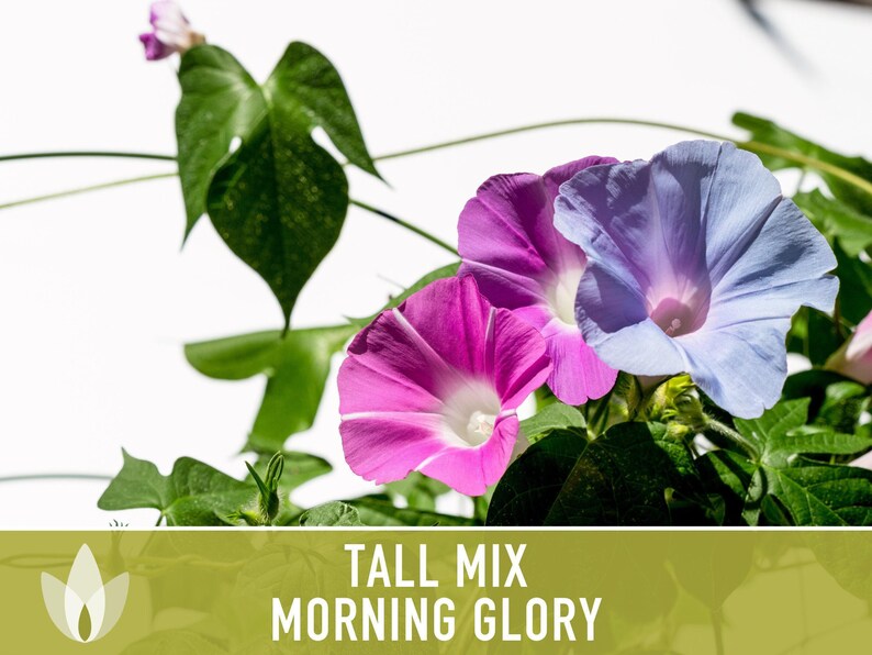 Morning Glory Tall Mix Heirloom Seeds, Ipomoea Purpurea image 7