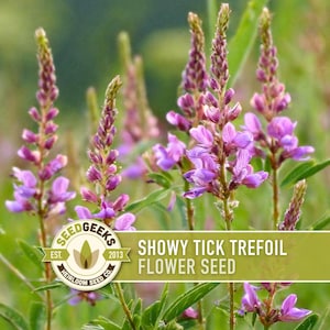 May include: Close-up of Showy Tick Trefoil flower seed plants with vibrant purple flowers and green foliage. The image includes a logo that says "Seed Geeks" and the text "Showy Tick Trefoil Flower Seed".