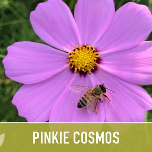 Semillas de flor Pinkie Cosmos, reliquia, aptas para polinizadores imagen 8