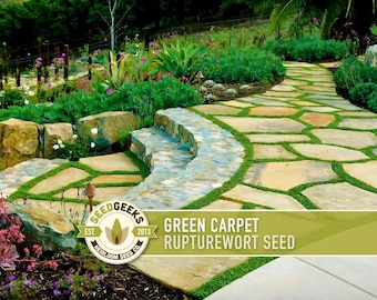 Rupturewort (Green Carpet) Seeds | 100+ Seeds, Evergreen Ground Cover, Alternative Lawn, Herniaria glabra