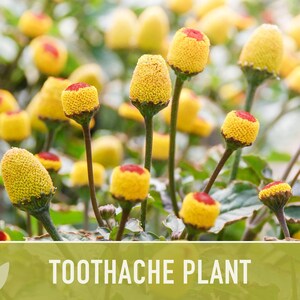 Toothache Plant Seeds | 50+ Seeds, Heirloom Medicinal Herb, Electric Daisy, Spilanthes Oleracea image 7