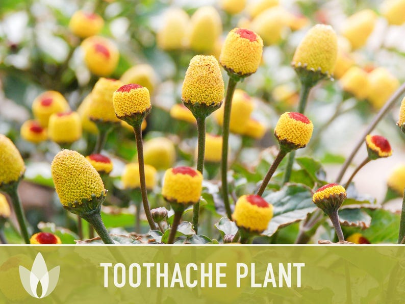 Toothache Plant Seeds | 50+ Seeds, Heirloom Medicinal Herb, Electric Daisy, Spilanthes Oleracea image 7