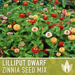 Lilliput Dwarf Zinnia Seed | 100+ Seeds, Butterfly & Bee Friendly, Heirloom, Non-GMO, Zinnia elegans zdjęcie 7
