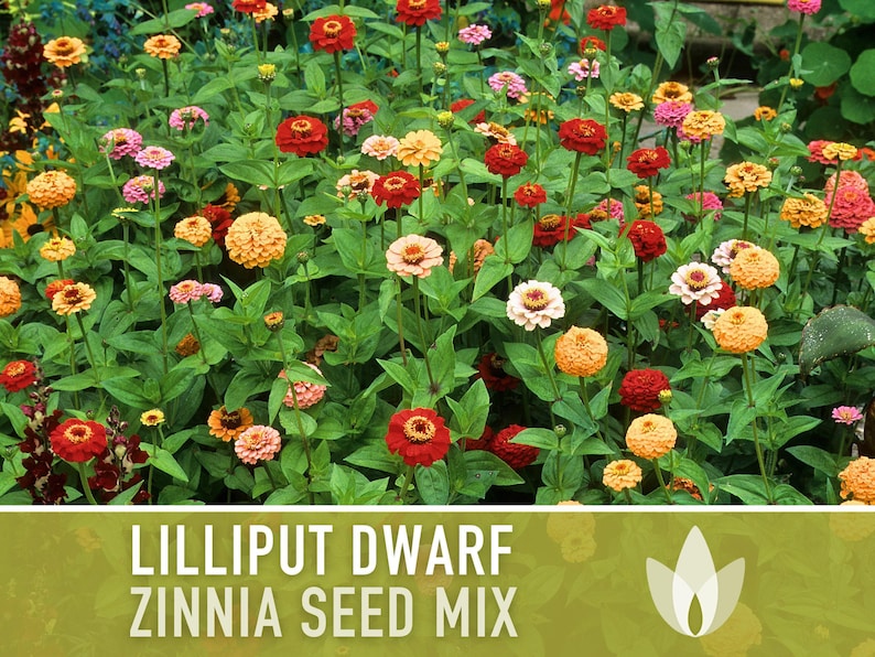 Lilliput Dwarf Zinnia Seed | 100+ Seeds, Butterfly & Bee Friendly, Heirloom, Non-GMO, Zinnia elegans zdjęcie 7