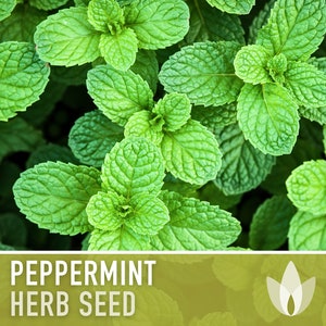 Peppermint Seeds - Heirloom Seeds, Medicinal Herb Seeds, Culinary Herb Seeds, Open Pollinated, Non-GMO