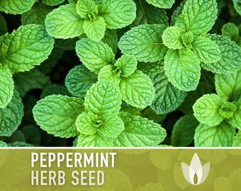 Peppermint Seeds - Heirloom Seeds, Medicinal Herb Seeds, Culinary Herb Seeds, Open Pollinated, Non-GMO