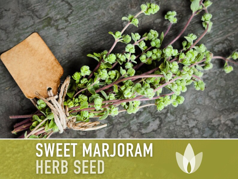 Sweet Marjoram Herb Seeds – Heirloom Culinary Herb, Non-GMO image 4
