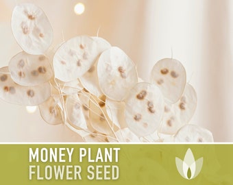 Money Plant Flower Seeds - Heirloom Seeds, Silver Dollar Seeds, Lunaria Seeds, Honesty Seeds, Cut Flowers, Pollinator Garden, OP, Non-GMO