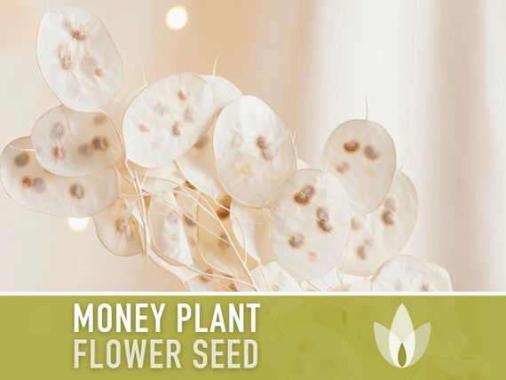 Money Plant Seeds – Heirloom Lunaria, Cut Flowers, Pollinator Garden