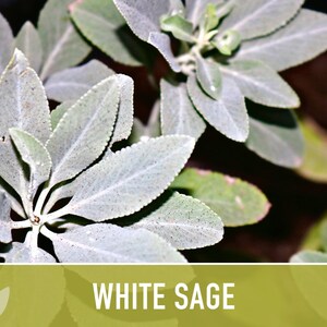White Sage Seeds | 50+ Seeds, Heirloom, Ceremonial, Non-GMO, Sacred Medicinal Herb, Smudging, Salvia apiana image 4