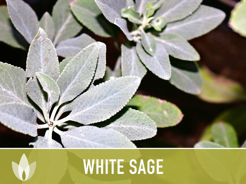 White Sage Seeds | 50+ Seeds, Heirloom, Ceremonial, Non-GMO, Sacred Medicinal Herb, Smudging, Salvia apiana image 4