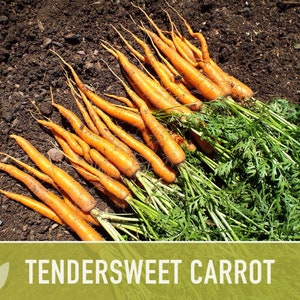 Tendersweet Carrot Heirloom Seeds Seed Packets, Orange Carrot Seeds, Juicing Carrot, Rainbow Carrot, Easy to Grow, Open Pollinated,Non-GMO image 3
