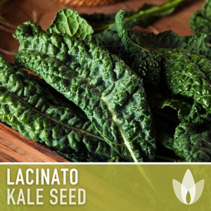 Semi Lacinato Dinosauro Semi Di Cavolo Nero Toscano (Lacinato) | Raccolta 2025 Per Orto Domestico - Dinosauro Kale Cavolo Cappuccio - Foto 4