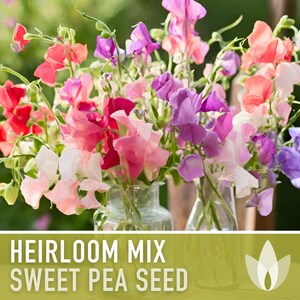 Heirloom Sweet Pea Flower Mix | 25+ Seeds, Cottage Garden, Fragrant Blooms, Lathyrus odoratus immagine 9