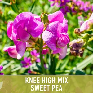 Sweet Pea Seeds, Knee High Flower Mix, Lathyrus Odoratus image 10