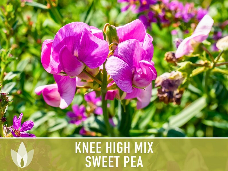 Sweet Pea Seeds, Knee High Flower Mix, Lathyrus Odoratus image 10