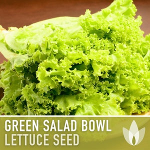 Green Salad Bowl Lettuce Heirloom Seeds image 1