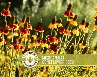 Mexican Hat Coneflower Seeds - Heirloom, Non-GMO, Pollinator Wildflower
