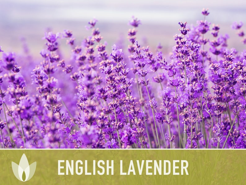 English Lavender Heirloom Herb Seeds