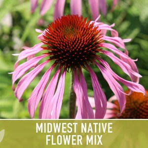 Midwest Native Wildflower Seeds Mix, Heirloom image 8