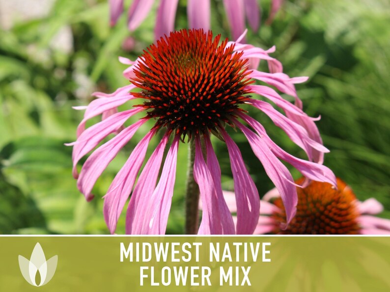 Midwest Native Wildflower Seeds Mix, Heirloom image 8