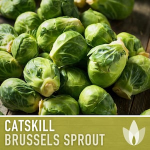 Catskill Brussels Sprout Heirloom Seeds