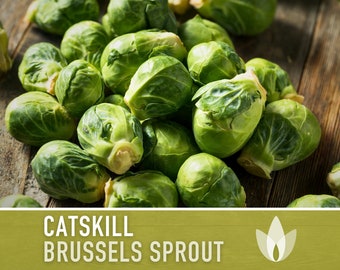 Catskill Brussels Sprout Heirloom Seeds
