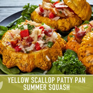 Yellow Scallop Patty Pan Bush Summer Squash Heirloom Seeds image 10
