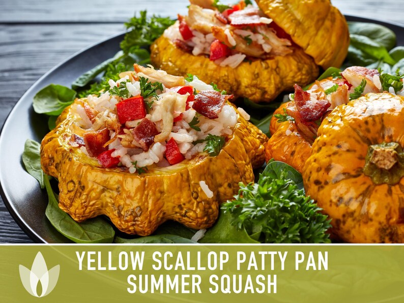 Yellow Scallop Patty Pan Bush Summer Squash Heirloom Seeds image 10
