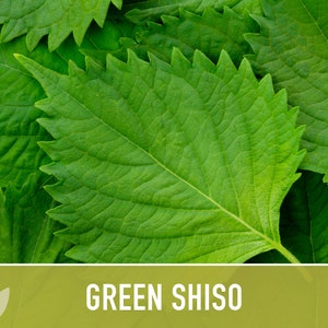 Green Shiso Herb Seeds Heirloom Seeds, Asian Seeds, Culinary Herb, Perilla Seeds, Umeboshi Plums, Radish Pickles, Open Pollinated, Non-GMO image 4