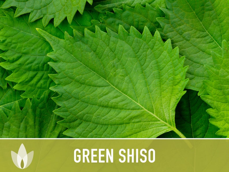 Green Shiso Herb Seeds Heirloom Seeds, Asian Seeds, Culinary Herb, Perilla Seeds, Umeboshi Plums, Radish Pickles, Open Pollinated, Non-GMO image 4