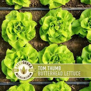 May include: Overhead shot of vibrant green Tom Thumb Butterhead lettuce plants growing in soil. The image features several heads of lettuce, showcasing their leafy texture and color. The Seed Geeks logo is visible, along with the text "Tom Thumb Butterhead Lettuce."
