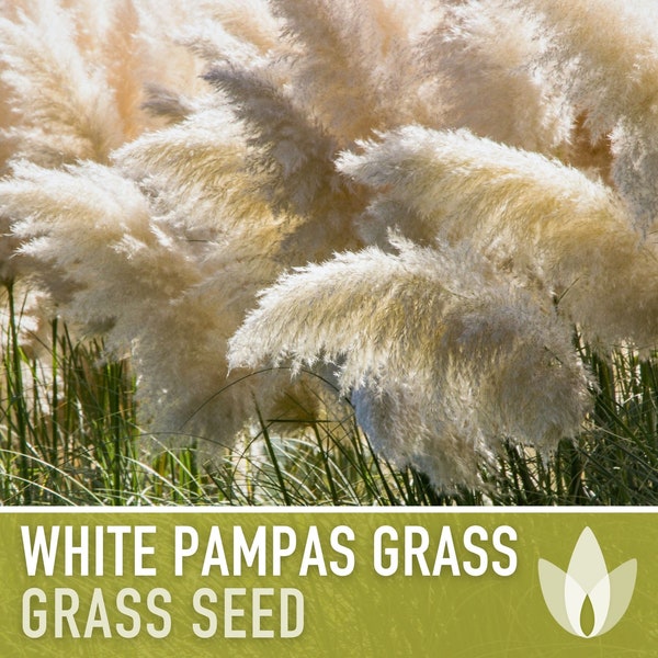 Pampas Grass, White Seeds - Heirloom Seeds, Ornamental Grass, Elegant Floral Arrangements, Pollinator Friendly, Non-GMO