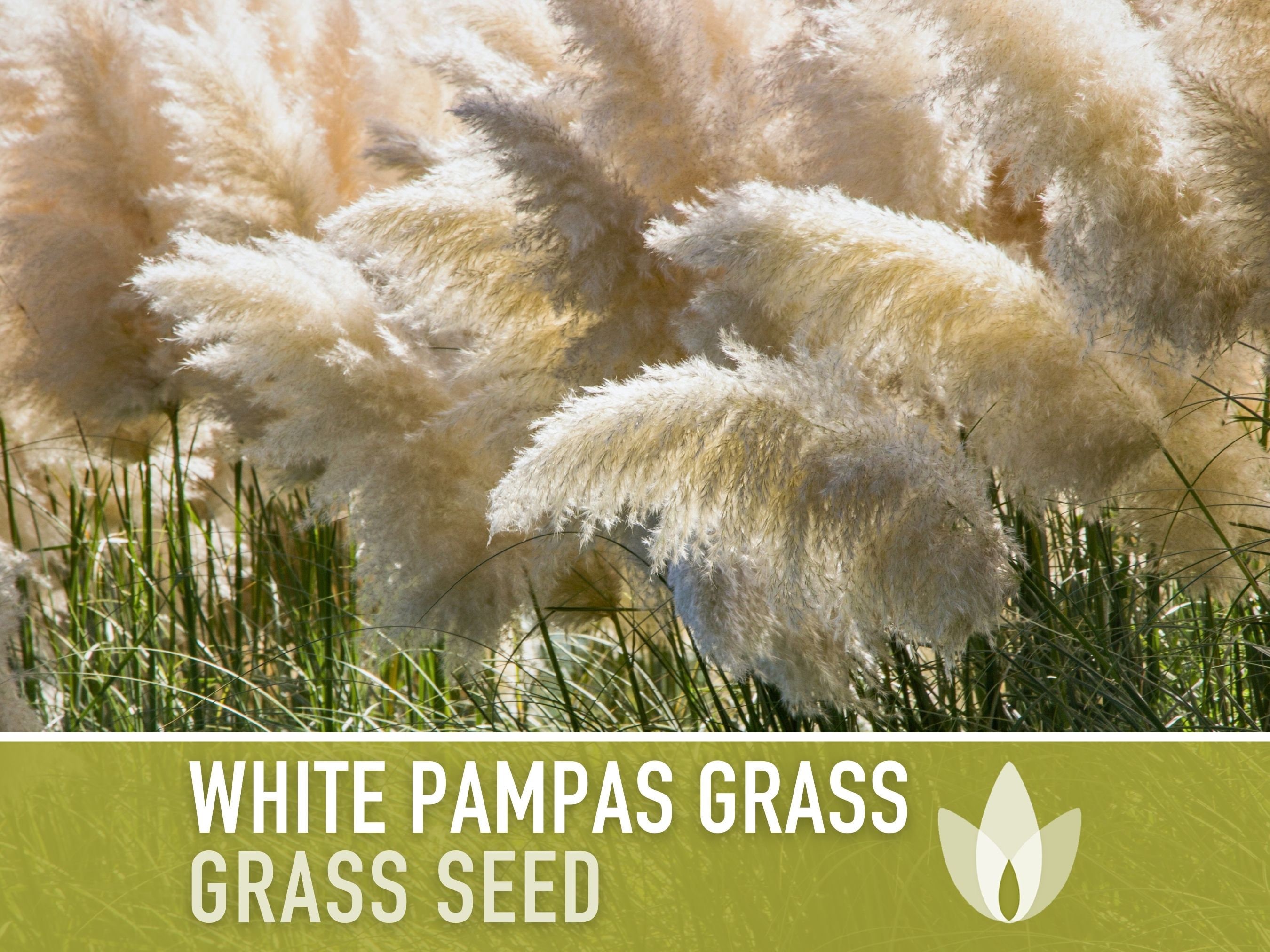 Pampas Grass, White Seeds - Heirloom Seeds, Ornamental Grass, Elegant Floral Arrangements, Pollinator Friendly, Non-GMO