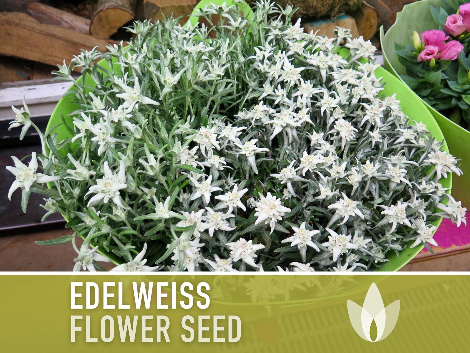 Edelweiss Flower Seeds