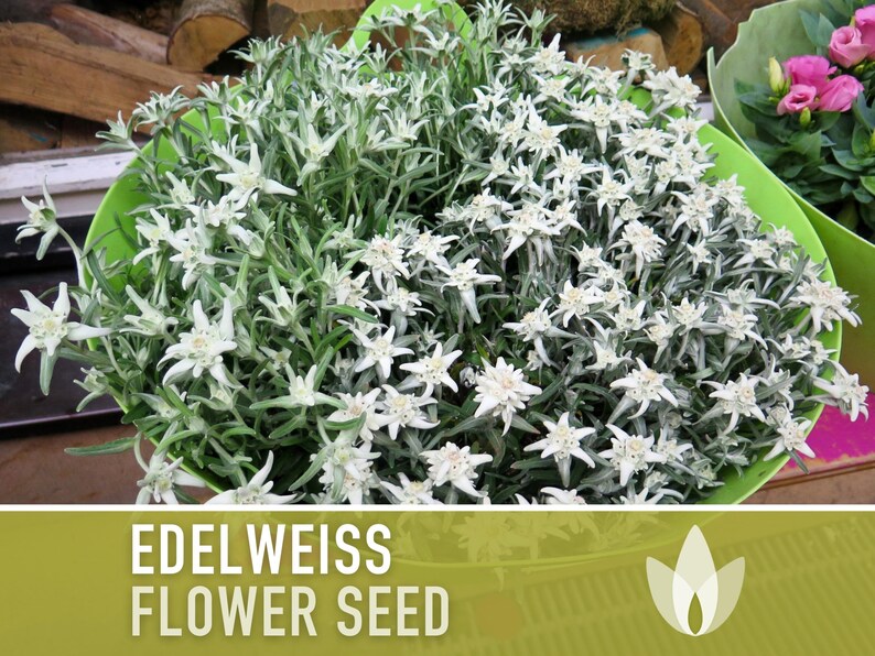 Edelweiss Flower Seeds – Heirloom Alpine Wildflower, Medicinal Plant - Etsy