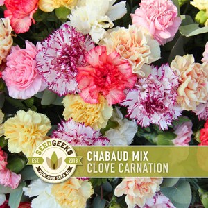 Chabaud Clove Carnation Seeds | 25+ Seeds, Heirloom Rainbow Flowers, Fragrant, Cottage Garden, Dianthus caryophyllus image 4