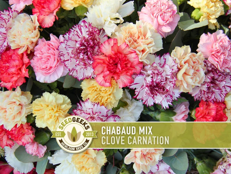 Chabaud Clove Carnation Seeds | 25+ Seeds, Heirloom Rainbow Flowers, Fragrant, Cottage Garden, Dianthus caryophyllus image 4