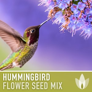 Hummingbird Garden Flower Mix Flower Seeds, Heirloom, Native, Flower Seeds