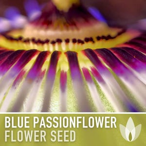 Blue Passionflower Seeds | 20+ Seeds, Heirloom, Non-GMO, Vining Flower, Fragrant, Medicinal, Passiflora caerulea image 10