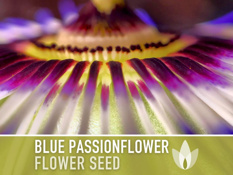 Blue Passionflower Seeds | 20+ Seeds, Heirloom, Non-GMO, Vining Flower, Fragrant, Medicinal, Passiflora caerulea image 10