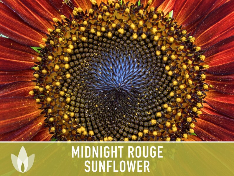 Midnight Rouge Sunflower Seeds - Burgundy Bouquet Flowers afbeelding 6