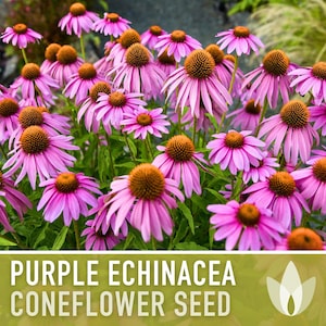 Graines d'Échinacée pourpre | Plus de 100 graines, fleurs sauvages indigènes, héritage, tolérant à la sécheresse, jardin des papillons, Echinacea purpurea image 7