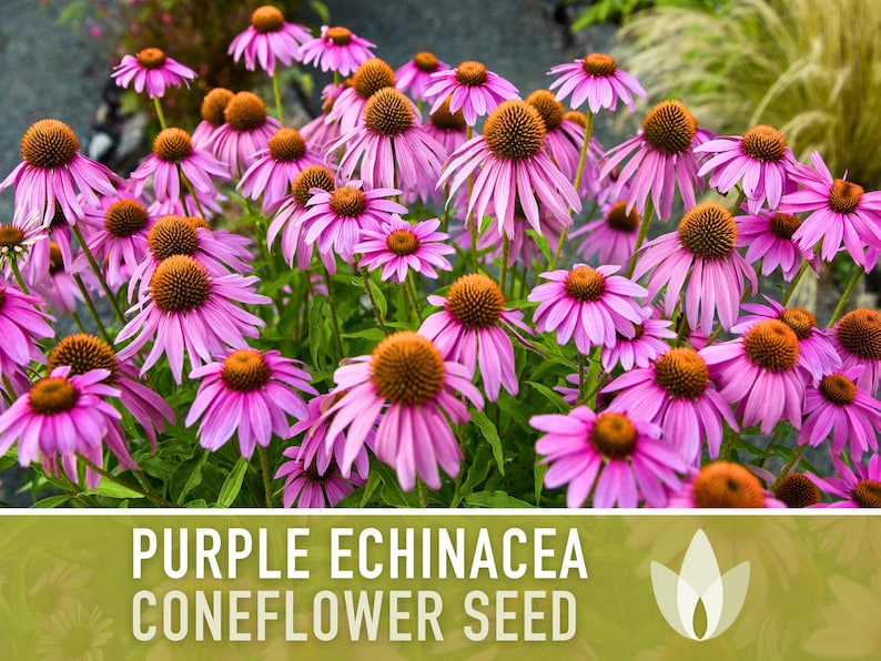 Graines d'Échinacée pourpre | Plus de 100 graines, fleurs sauvages indigènes, héritage, tolérant à la sécheresse, jardin des papillons, Echinacea purpurea image 7