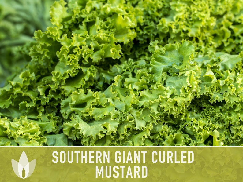 Southern Giant Curled Mustard Greens Heirloom Seeds image 2